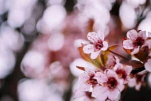 Cherry blossom tree